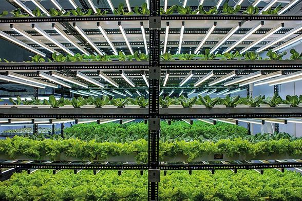 precision-vertical-farming.jpg