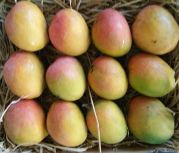 box-mangoes-yellow