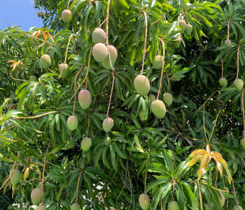 green-mangoes