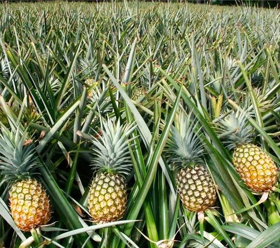 Nagaland KEW pineapples